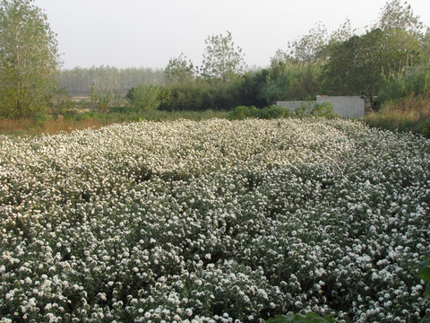 滁州贡菊种植园