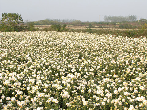 滁州贡菊种植园