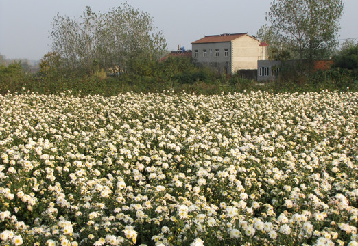 滁州贡菊种植园 村庄农舍