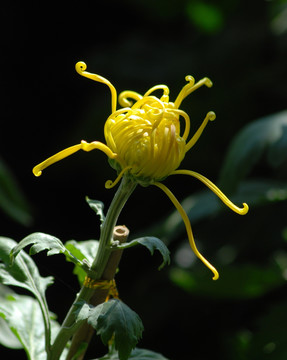 菊花 花卉 秋菊 开放 黄菊