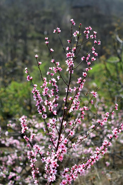 桃花