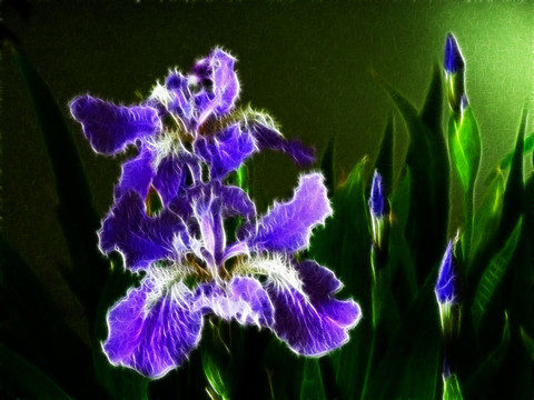鳶尾花