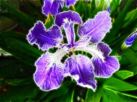 鳶尾花