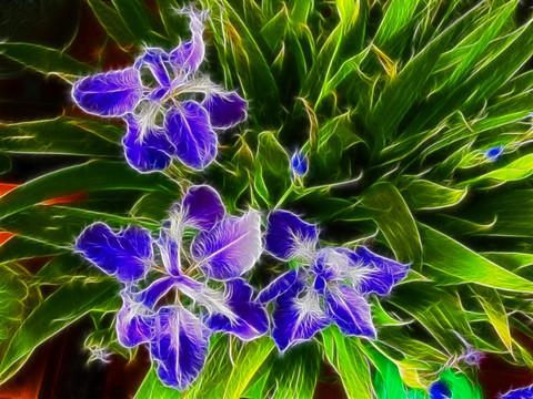 鳶尾花