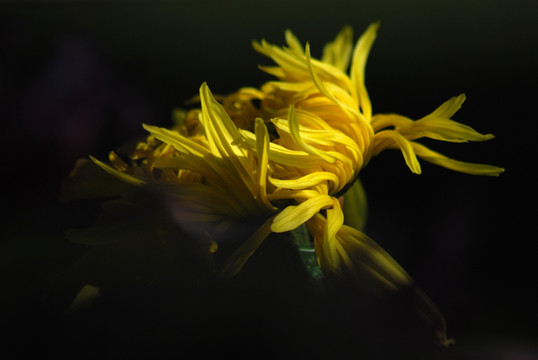 菊花 花卉 秋菊 开放 黄菊