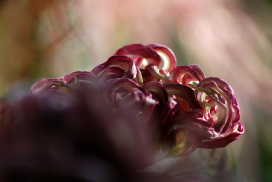 水高庄园 菊花