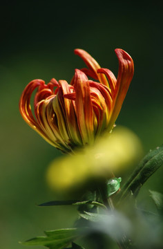 菊花 梦幻菊花 花卉 花苞