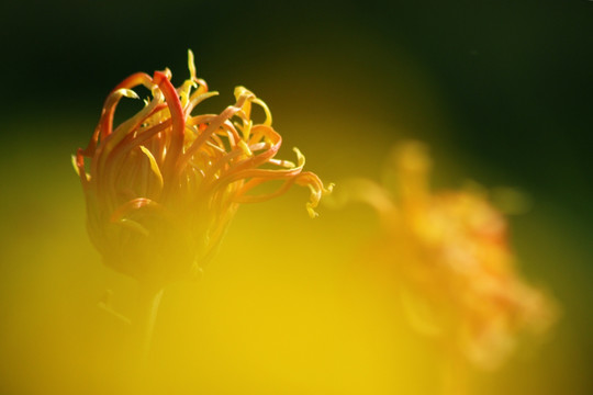 菊花 梦幻菊花 花卉 花苞