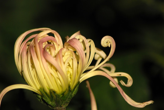 菊花 花卉 开放 绿叶 花瓣