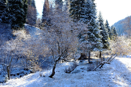 冬雪