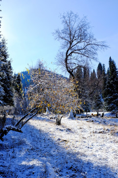 冬雪