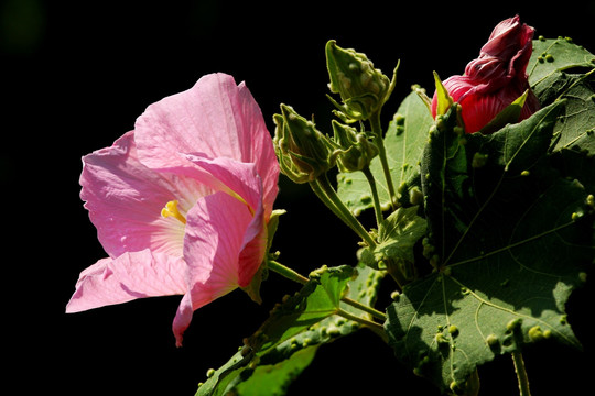 芙蓉花