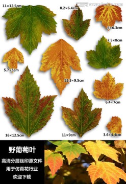 野葡萄葉