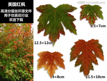 美國紅楓
