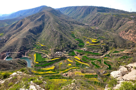 新密市 风光 田园 油菜花