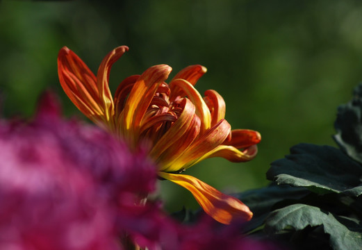 菊花 梦幻菊花 花卉 开放