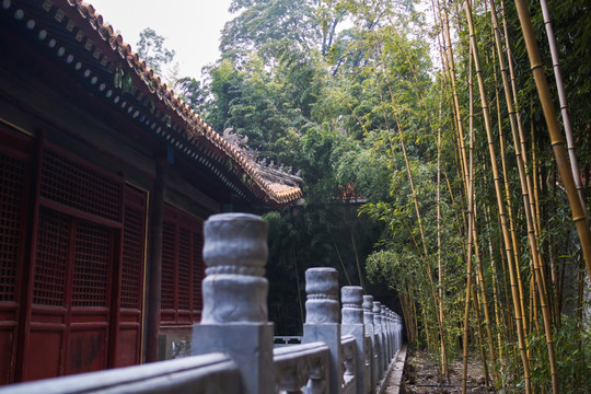 中国建筑竹林景观