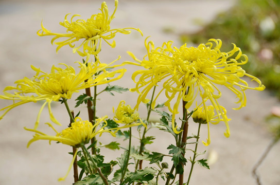 菊花 黄菊