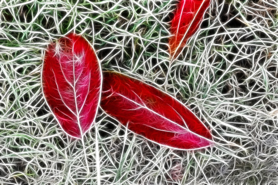 草地上的紅葉