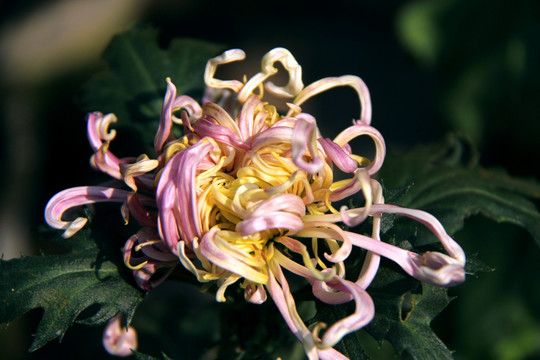 开封菊花花会 参赛菊花