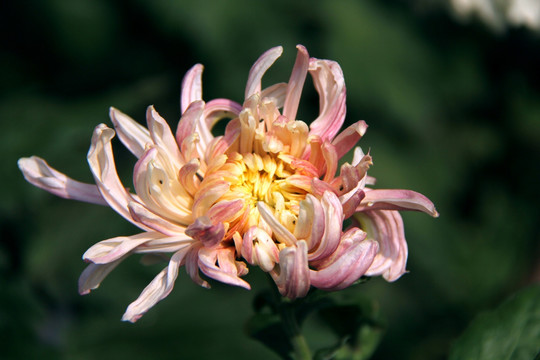 开封菊花花会 参赛菊花