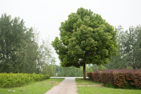 绿荫小路