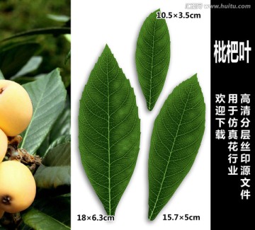 枇杷葉