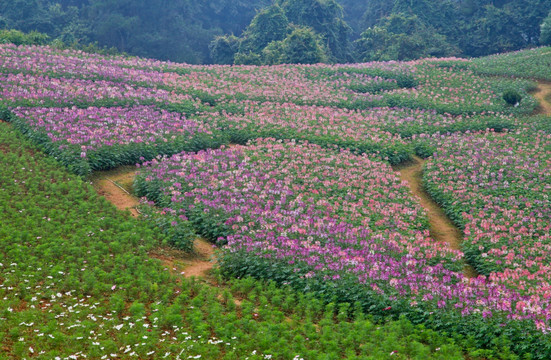 百花盛开  四川石象湖