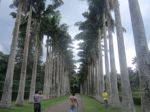 热带植物园