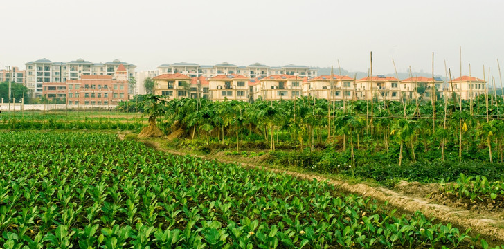 蔬菜基地