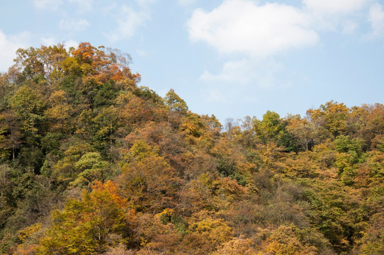 光雾山红叶