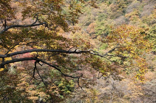 巴中南江县光雾山红叶