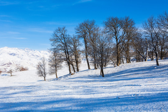 树林  雪景