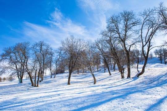 雪景  树林