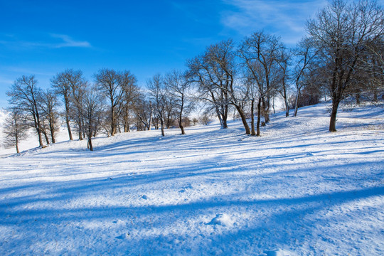 雪景  树林