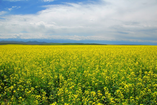 油菜花