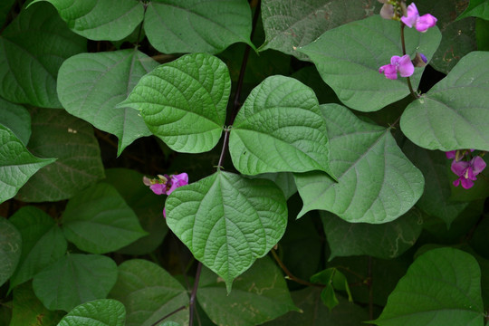 梅豆 梅豆花