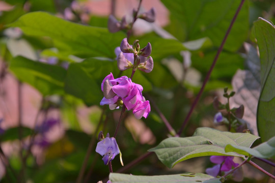 梅豆 梅豆花