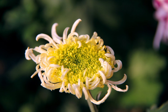 开封菊花花会 参赛菊花