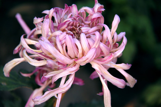 开封菊花花会 参赛菊花