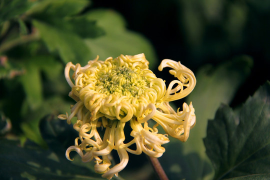 开封菊花花会 参赛菊花