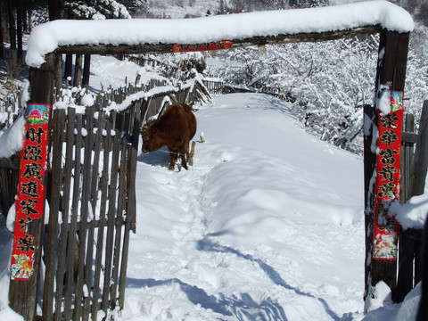 雪村