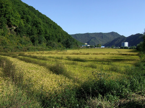 稻田