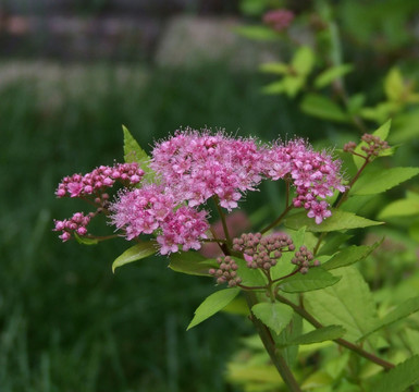 小区里的花