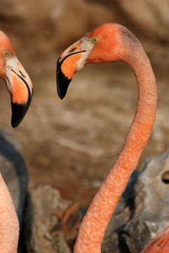 红鹳 火烈鸟 鸟类 动物 水面