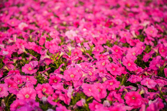 满地红牵牛花