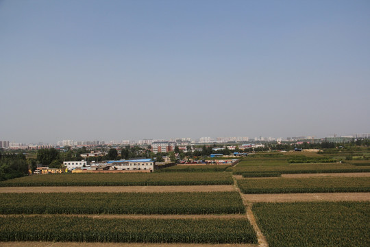 田野