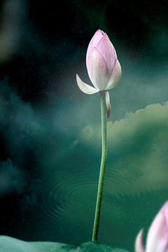 荷花