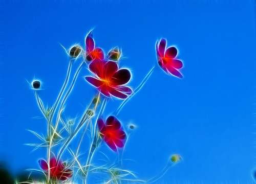 花朵裝飾畫