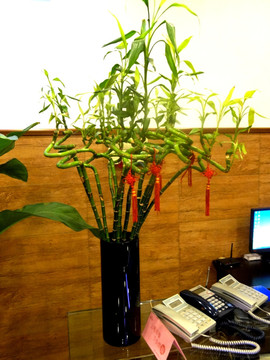 办公场景 绿色植物